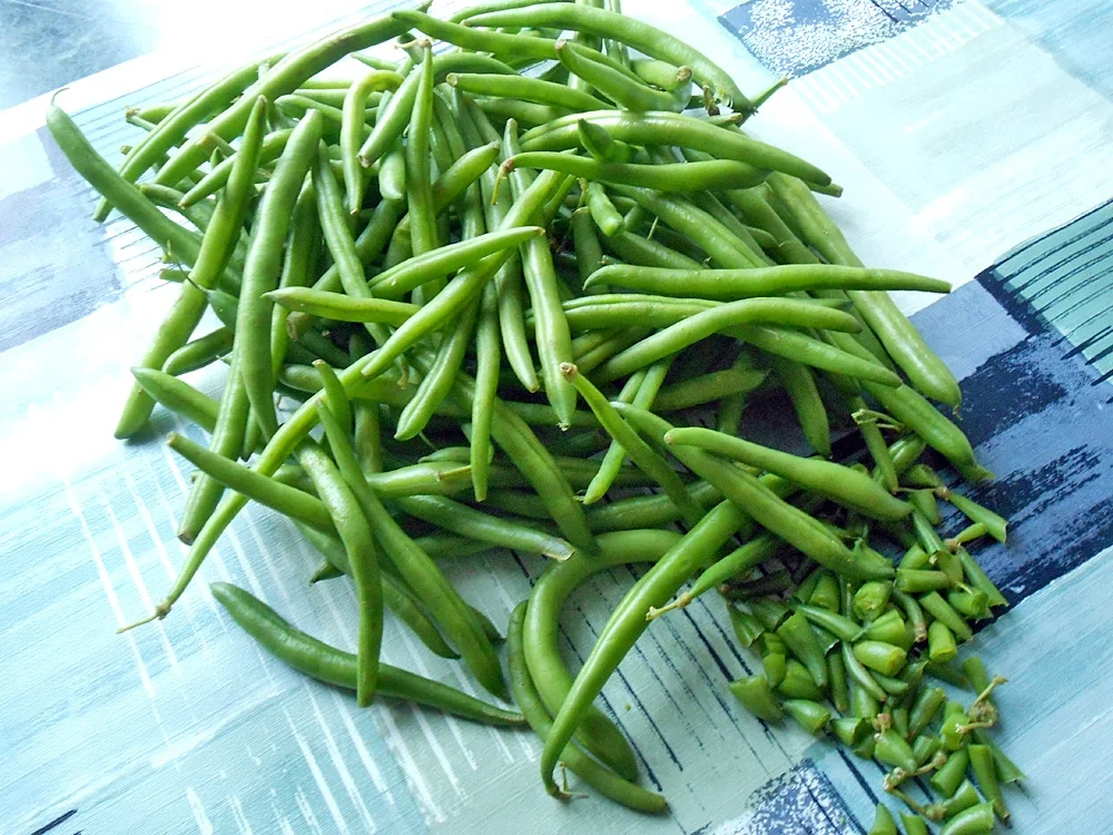 Grüne Bohnen-Eintopf mit Fleischklöschen - Rezept - Bild Nr. 16181