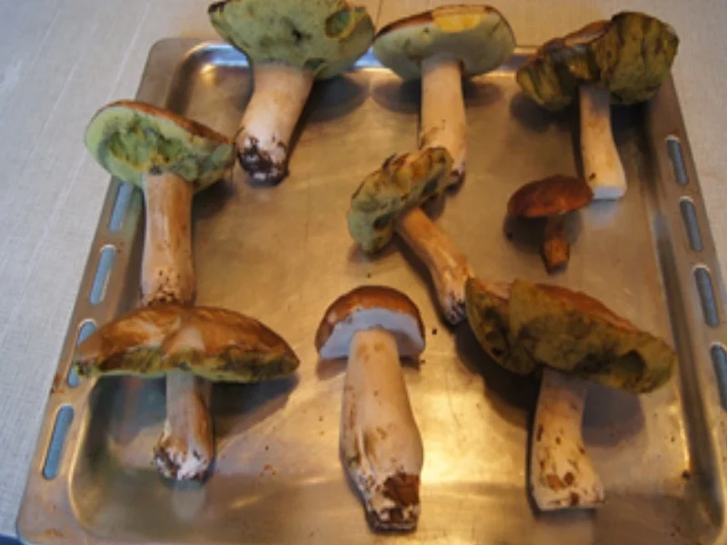 Rezept: Steinpilzpfanne mit Bauernbrot Bild Nr. 4 Steinpilzpfanne mit Bauernbrot - Rezept - Bild Nr. 4