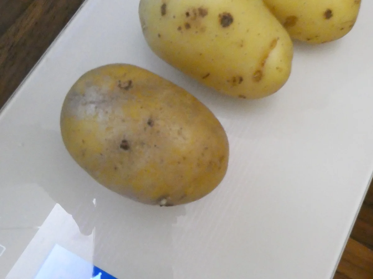 Rezept: Hackfleisch-Paprika-Kuchen Bild Nr. 16203 Hackfleisch-Paprika-Kuchen - Rezept - Bild Nr. 16203