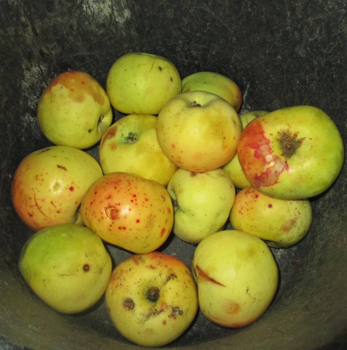Apfel-Streuselkuchen - Rezept - Bild Nr. 16221