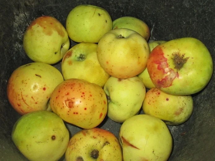 Rezept: Apfel-Streuselkuchen Bild Nr. 16221 Apfel-Streuselkuchen - Rezept - Bild Nr. 16221