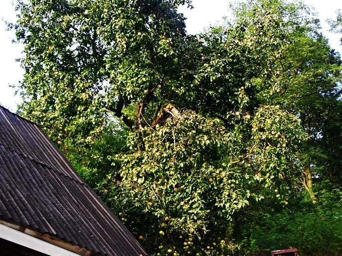 Rezept: Apfel-Streuselkuchen Bild Nr. 16222 Apfel-Streuselkuchen - Rezept - Bild Nr. 16222