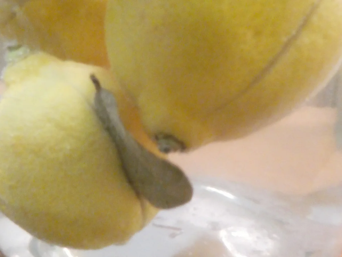 Hähnchen Tajine mit Salzzitrone und Oliven auf Couscous - Rezept - Bild Nr. 16251