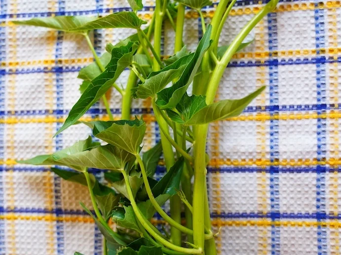 Gebratener Wasserspinat - Rezept - Bild Nr. 16290