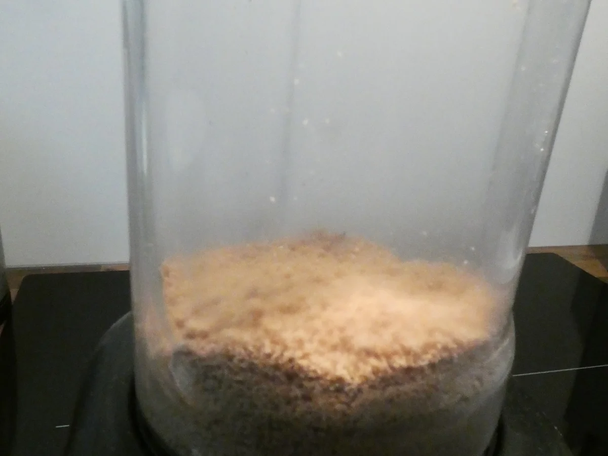 Spekulatius-Gugelhupf mit Kirschen und on Top Walnuss-Karamell - Rezept - Bild Nr. 16301