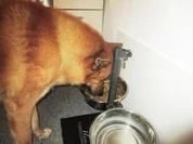 Hähnchenleber pikant - Wir kochen für unsere Fellnasen - Rezept - Bild Nr. 2