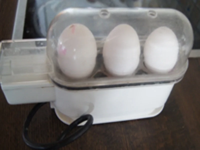 Gekochte Eier in Dillsauce mit Drillingen und Salat - Rezept - Bild Nr. 16443