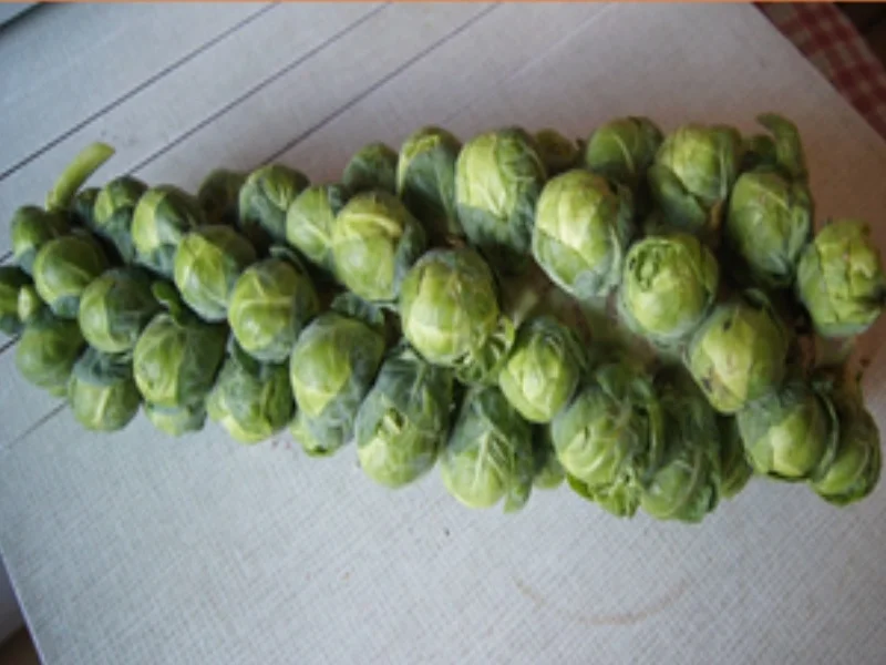 Schweinenackenbraten mit Sauce, Rahm-Rosenkohl und Kartoffeln - Rezept - Bild Nr. 16448