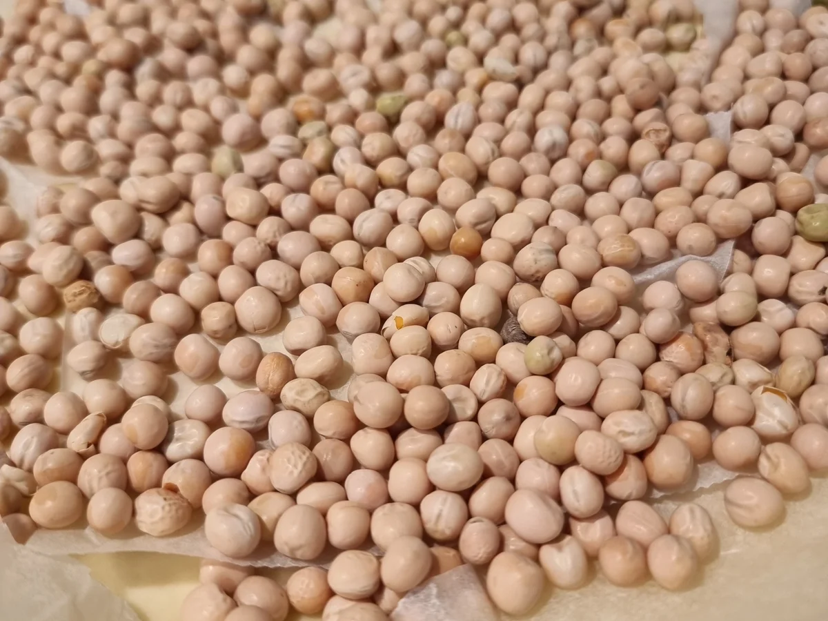 Zitronen-Tarte mit Baiser - Rezept - Bild Nr. 16511