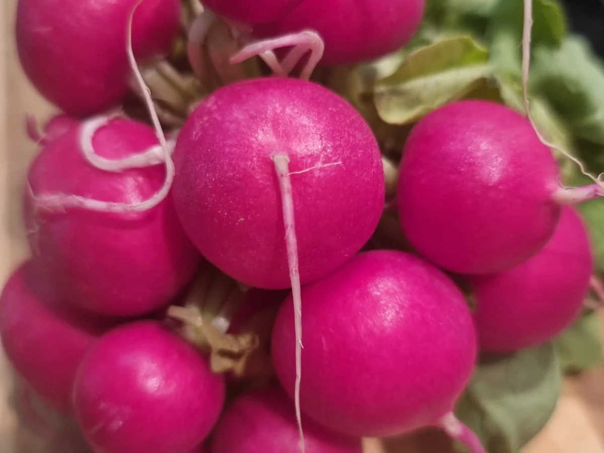 Kartoffelspiralen mit Radischen-Sour-Cream - Rezept - Bild Nr. 16509