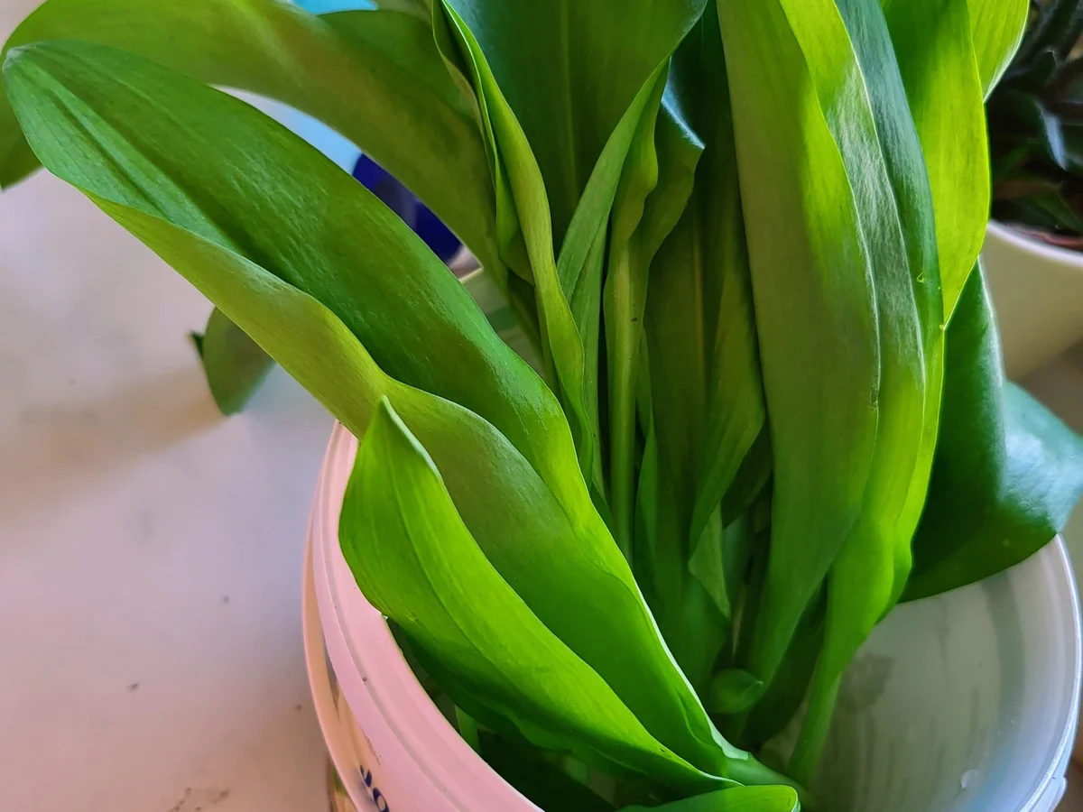 Ciabatta mit Bärlauch - Rezept - Bild Nr. 2