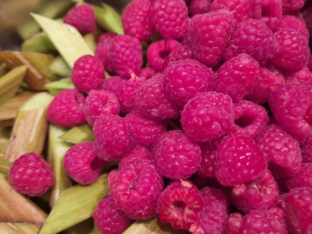 Rezept: Rhabarber-Himbeer-Marmelade Bild Nr. 16598 Rhabarber-Himbeer-Marmelade - Rezept - Bild Nr. 16598