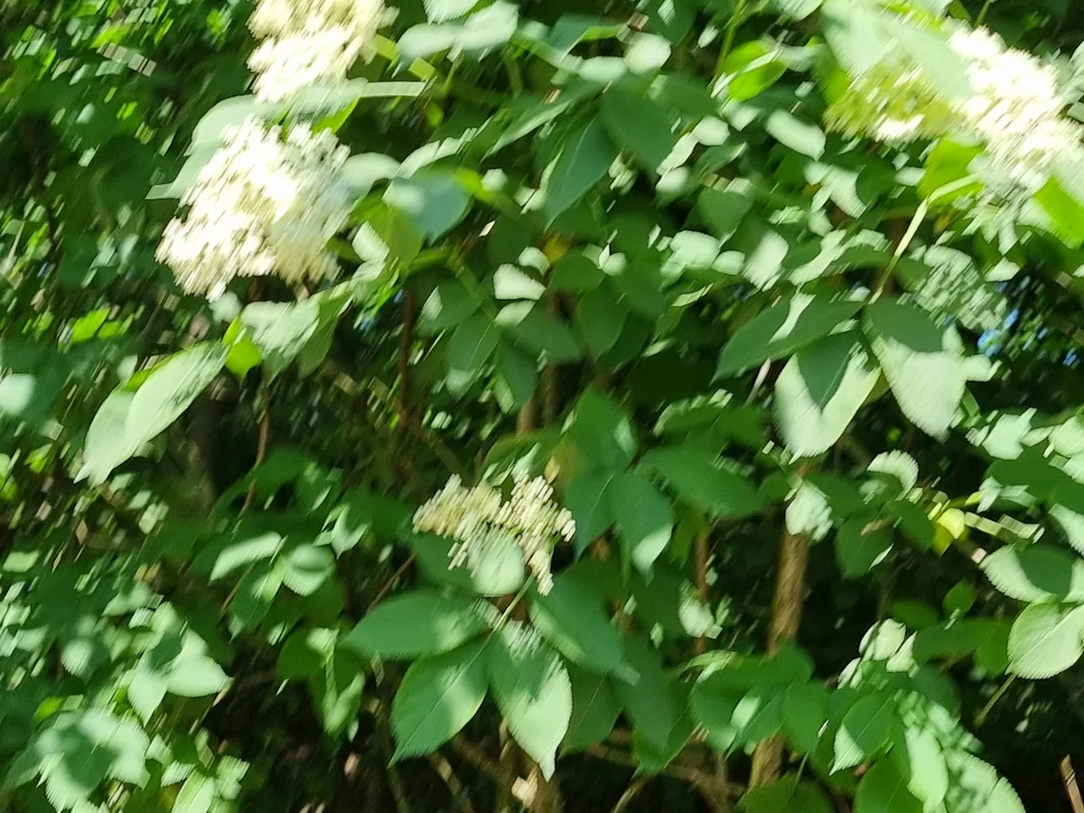 Erdbeer-Holunder-Konfitüre - Rezept - Bild Nr. 16606