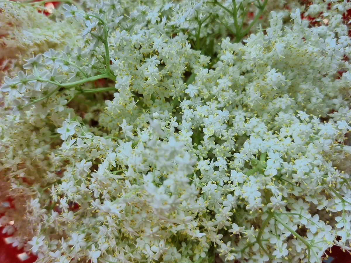 Erdbeer-Holunder-Konfitüre - Rezept - Bild Nr. 16607