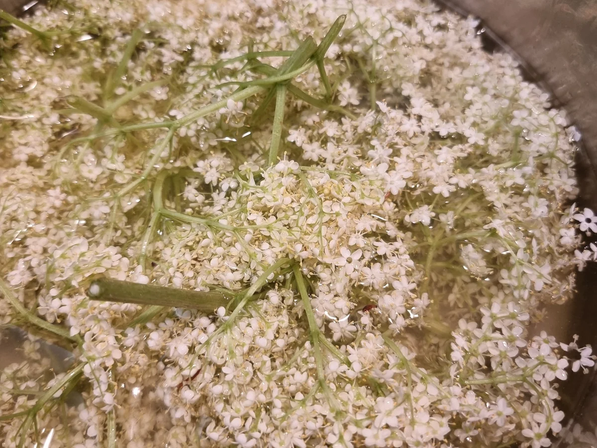 Erdbeer-Holunder-Konfitüre - Rezept - Bild Nr. 16608