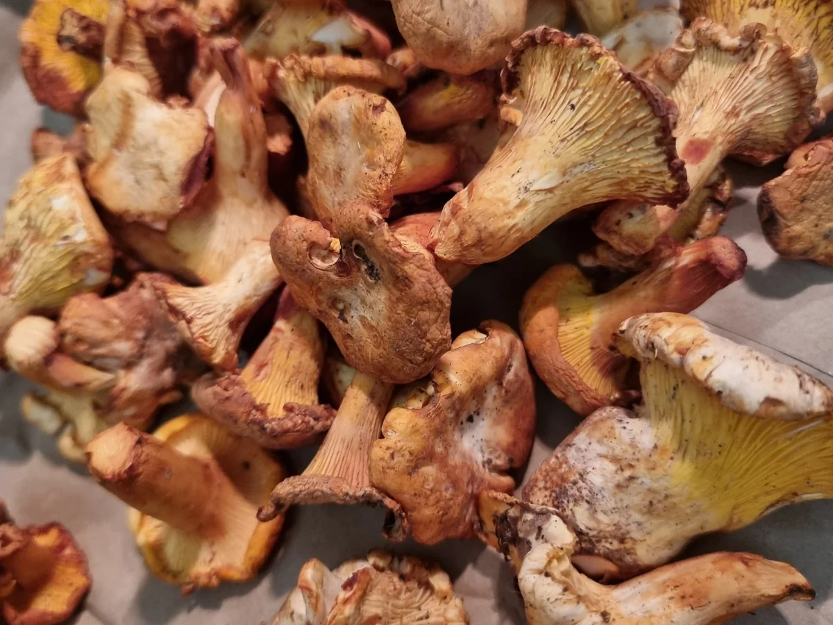 Hähnchenpfanne mit Spargel und Pfifferlingen - Rezept - Bild Nr. 16601