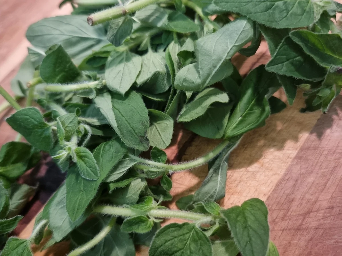 Rezept: Spargel mit Oregano-Brösel Bild Nr. 16597 Spargel mit Oregano-Brösel - Rezept - Bild Nr. 16597