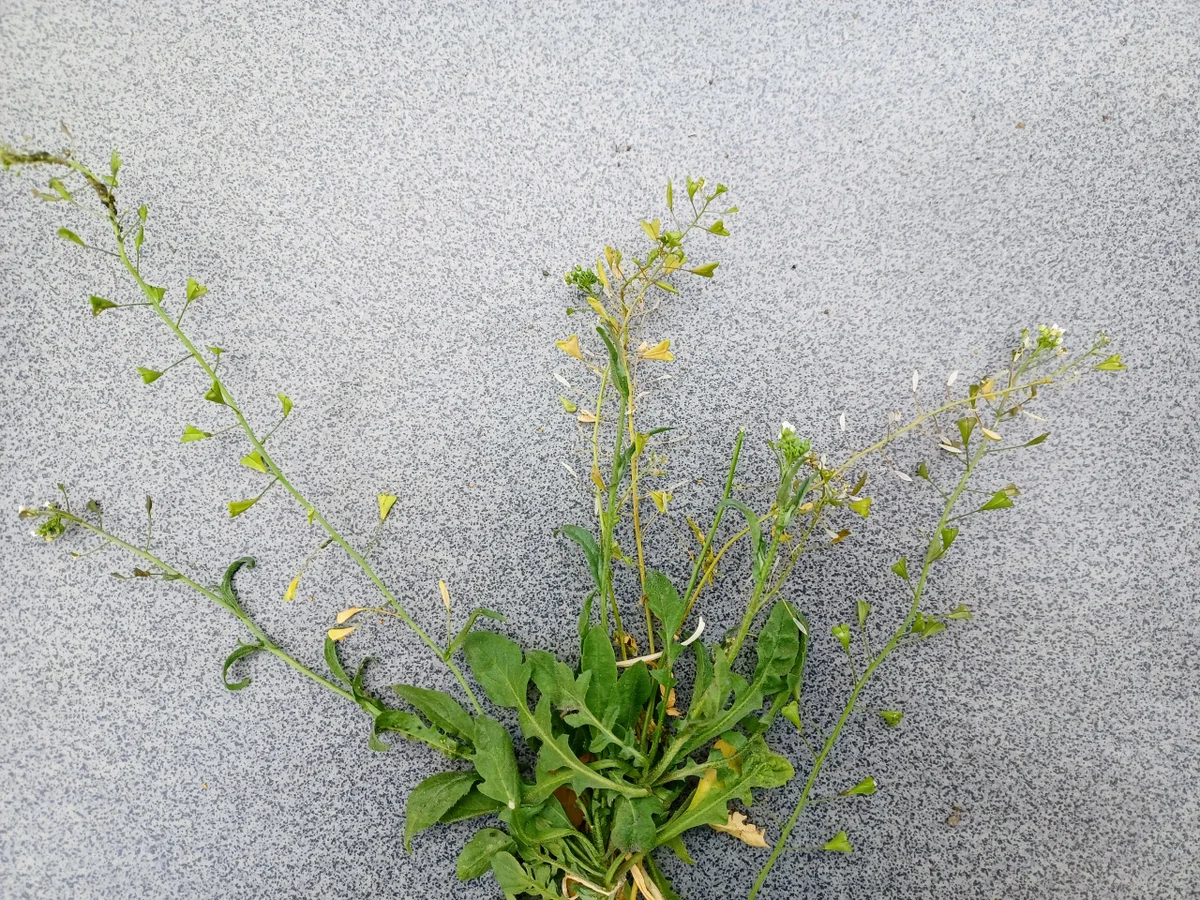 Rezept: Kräuterbutter Bild Nr. 16619 Kräuterbutter - Rezept - Bild Nr. 16619