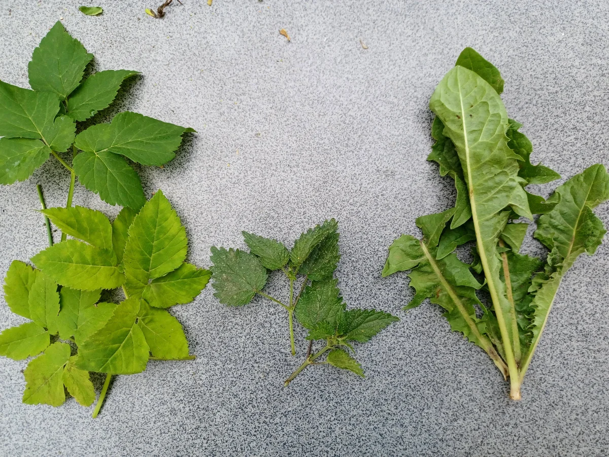 Rezept: Kräuterbutter Bild Nr. 16620 Kräuterbutter - Rezept - Bild Nr. 16620