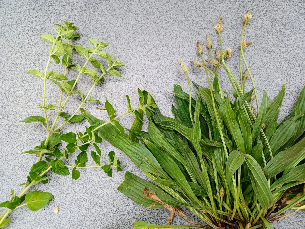 Rezept: Kräuterbutter Bild Nr. 16621 Kräuterbutter - Rezept - Bild Nr. 16621