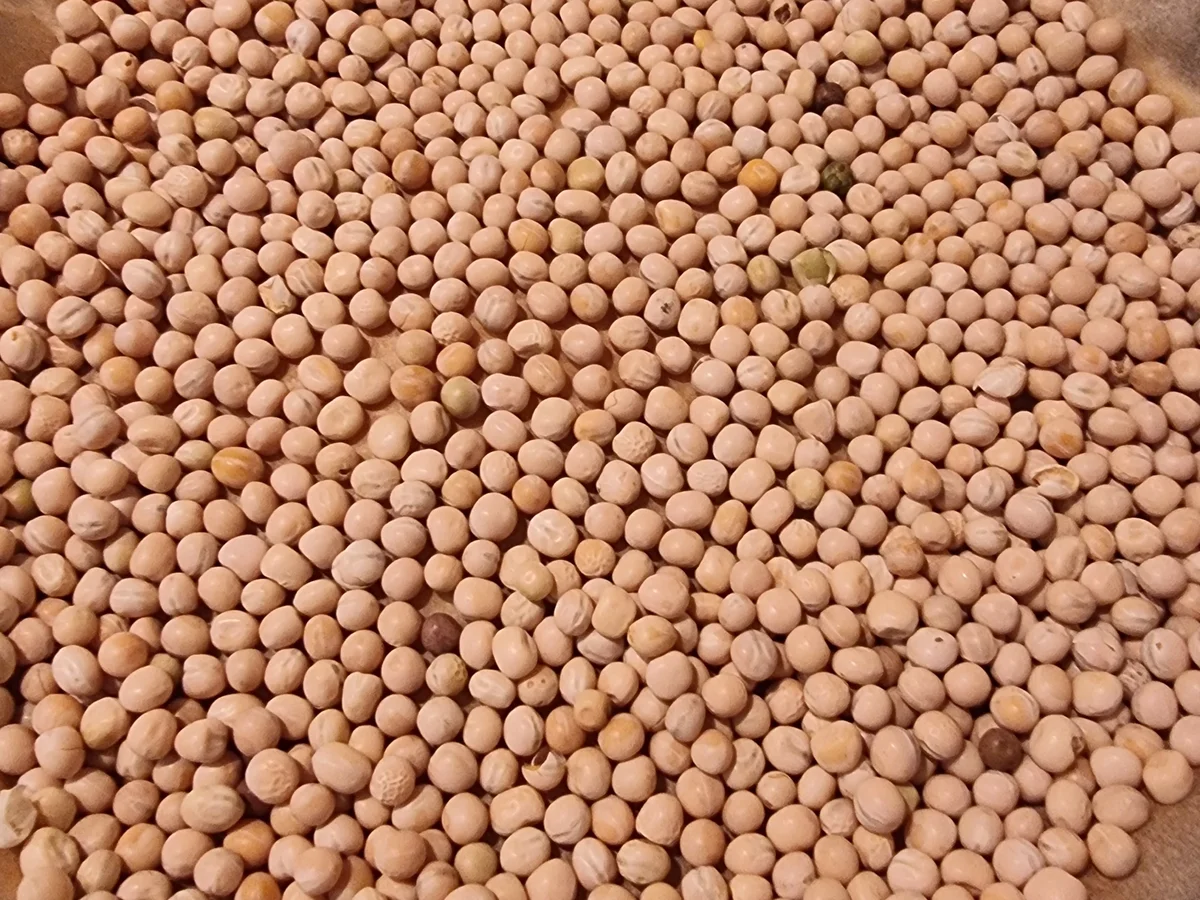 Quark-Heidelbeer-Tarte - Rezept - Bild Nr. 16638