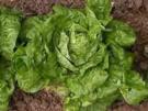 Lachsspieße auf Salatbett - Rezept