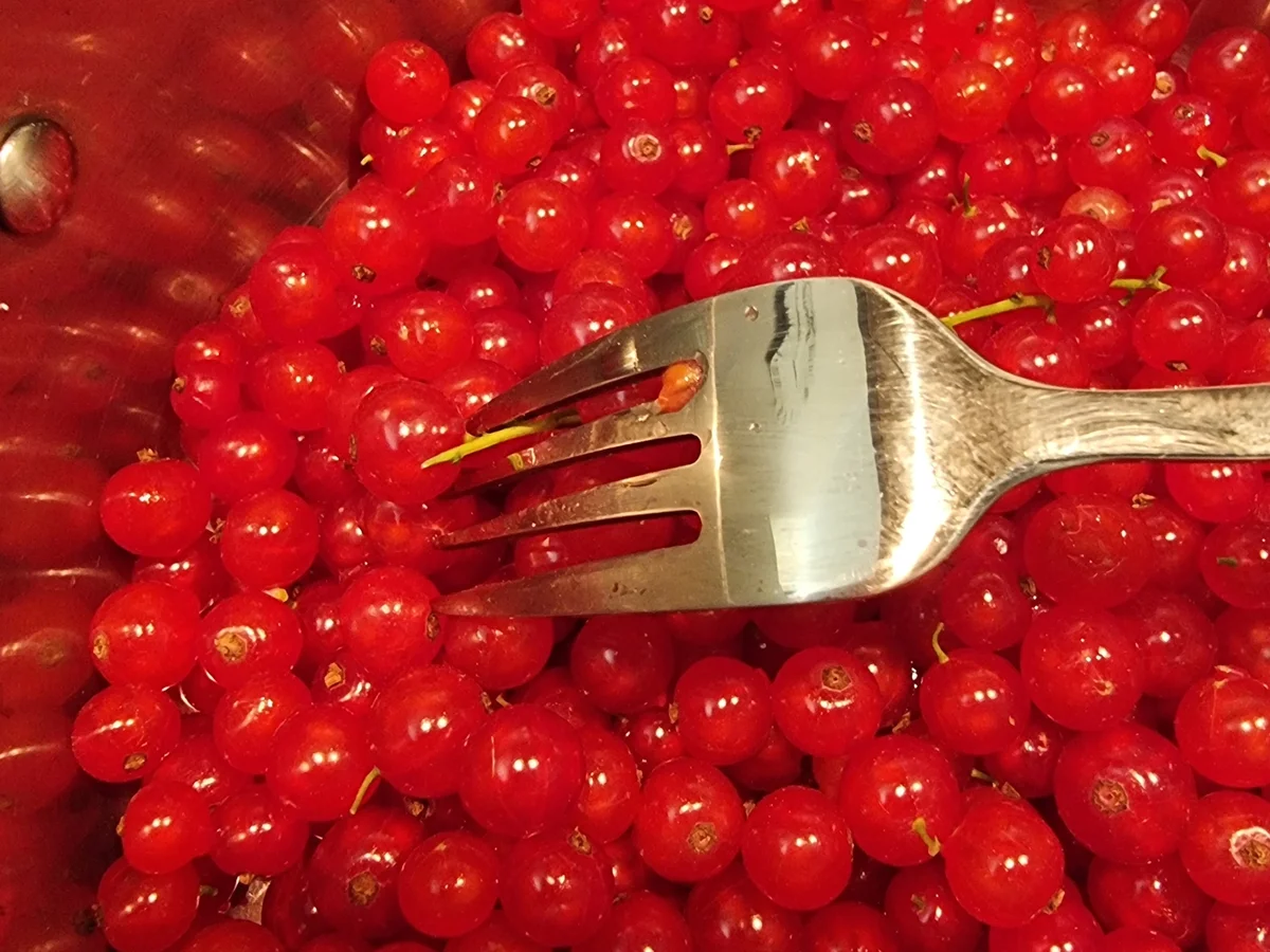 Rezept: Rosé-Johannisbeer-Gelee Bild Nr. 16656 Rosé-Johannisbeer-Gelee - Rezept - Bild Nr. 16656