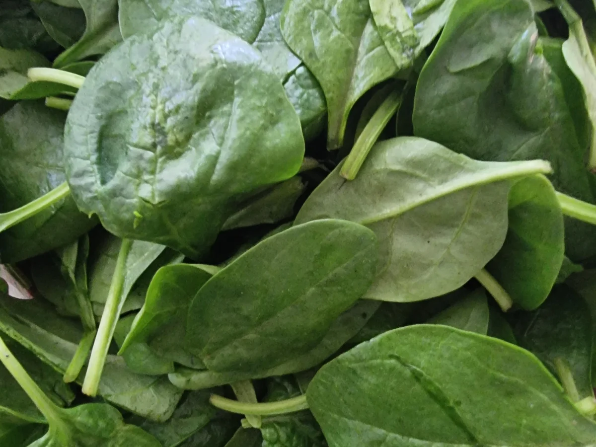 Spaghetti mit Spinat-Pesto - Rezept - Bild Nr. 16702