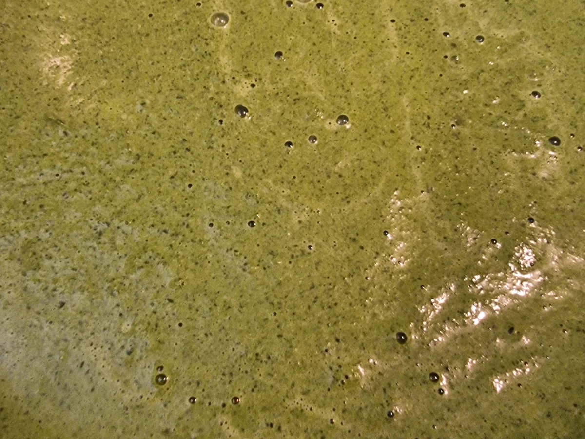 Spaghetti mit Spinat-Pesto - Rezept - Bild Nr. 16706