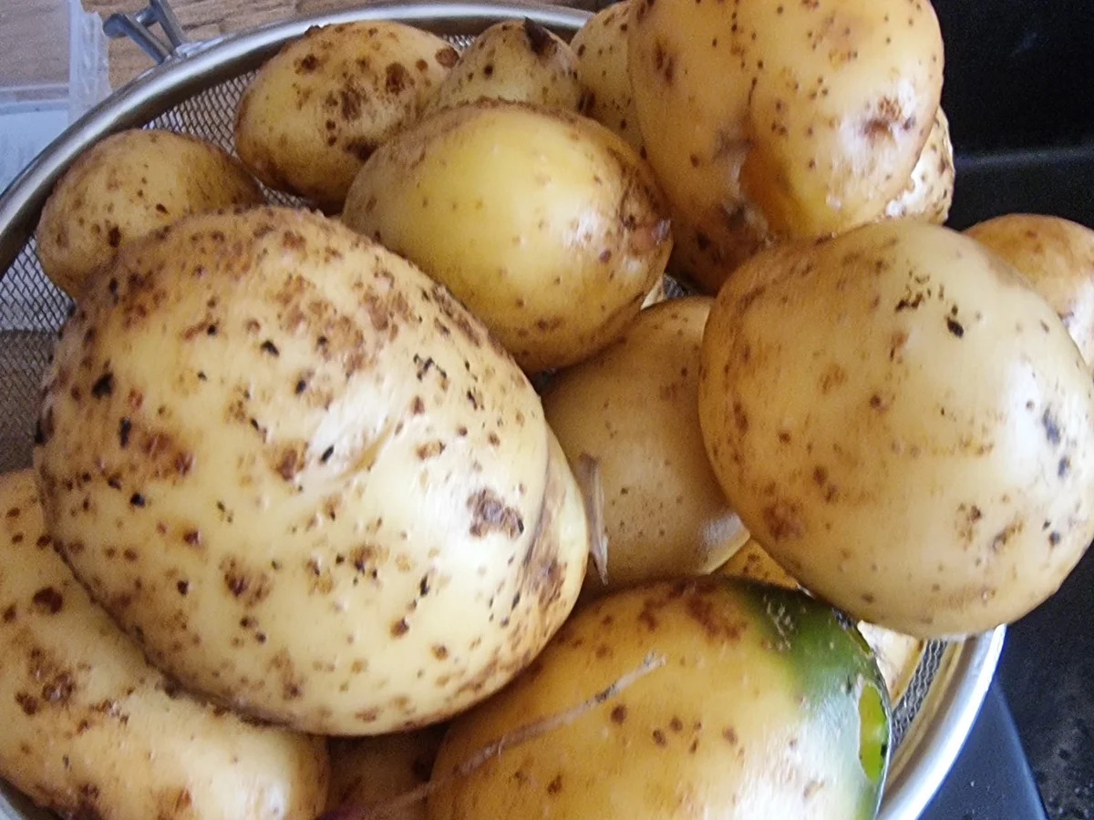 Rezept: Kartoffel-Lauch-Kuchen Bild Nr. 16756 Kartoffel-Lauch-Kuchen - Rezept - Bild Nr. 16756