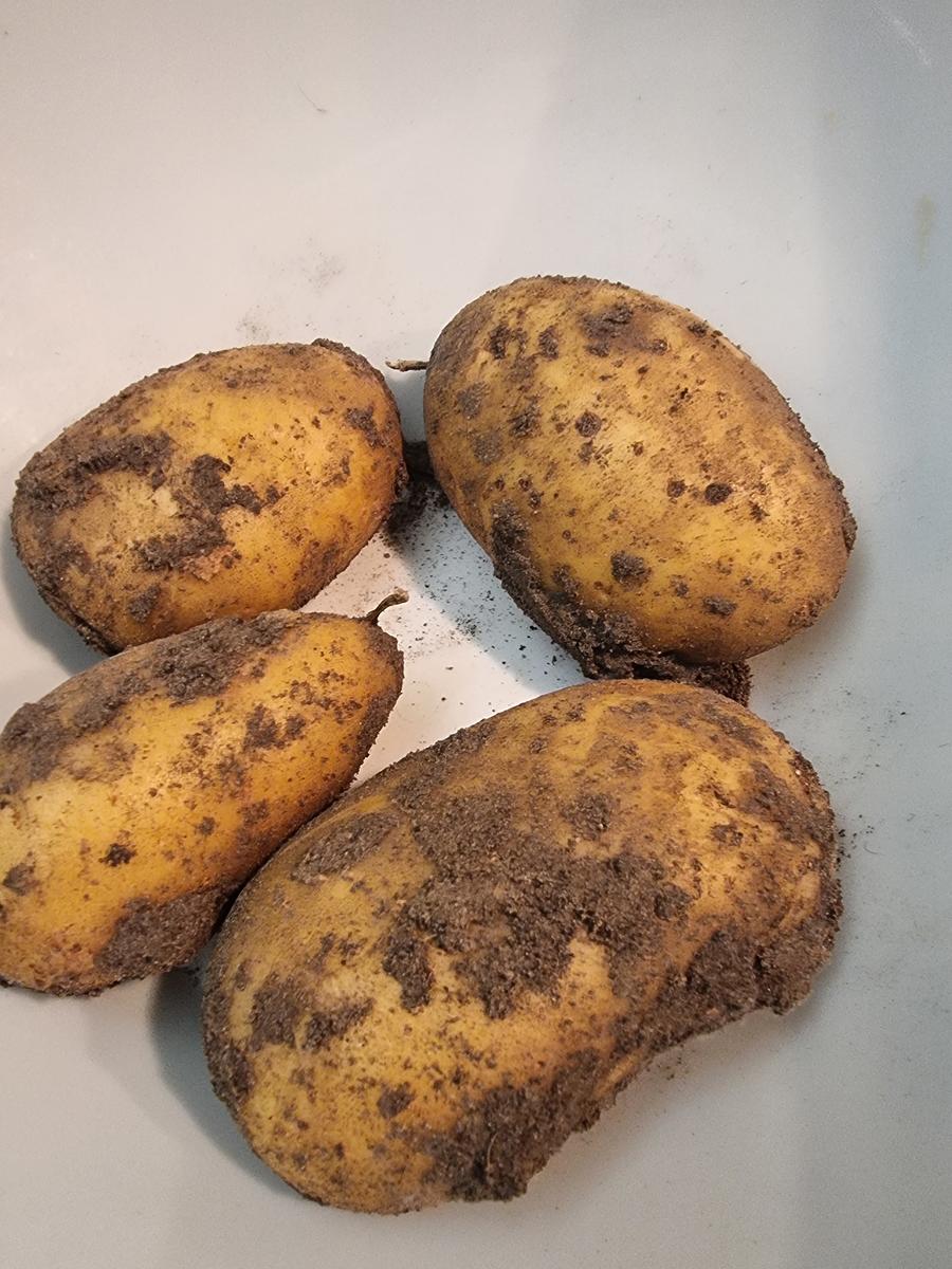 Ofenkartoffeln mit Lachs und Blattsalat-Mix - Rezept - Bild Nr. 16752