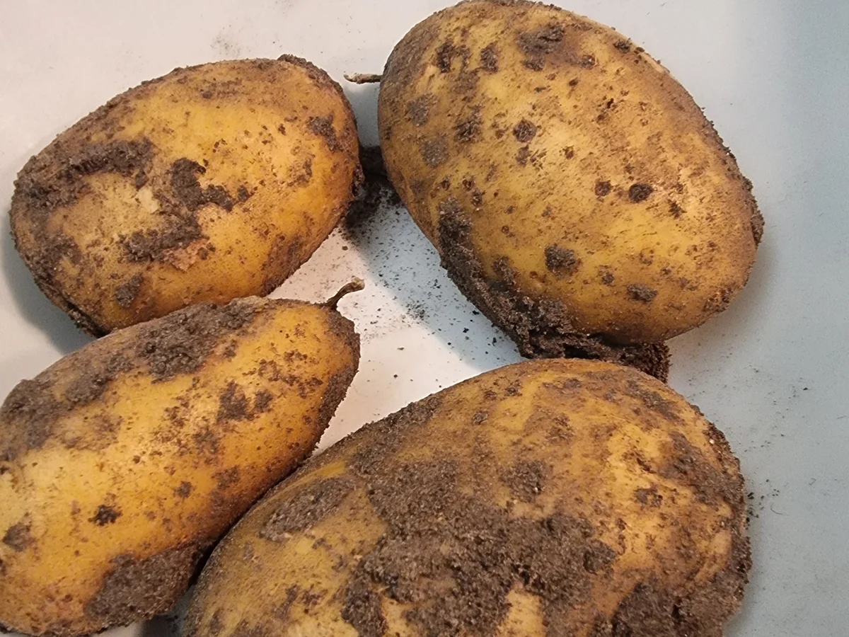 Rezept: Ofenkartoffeln mit Lachs und Blattsalat-Mix Bild Nr. 16752 Ofenkartoffeln mit Lachs und Blattsalat-Mix - Rezept - Bild Nr. 16752