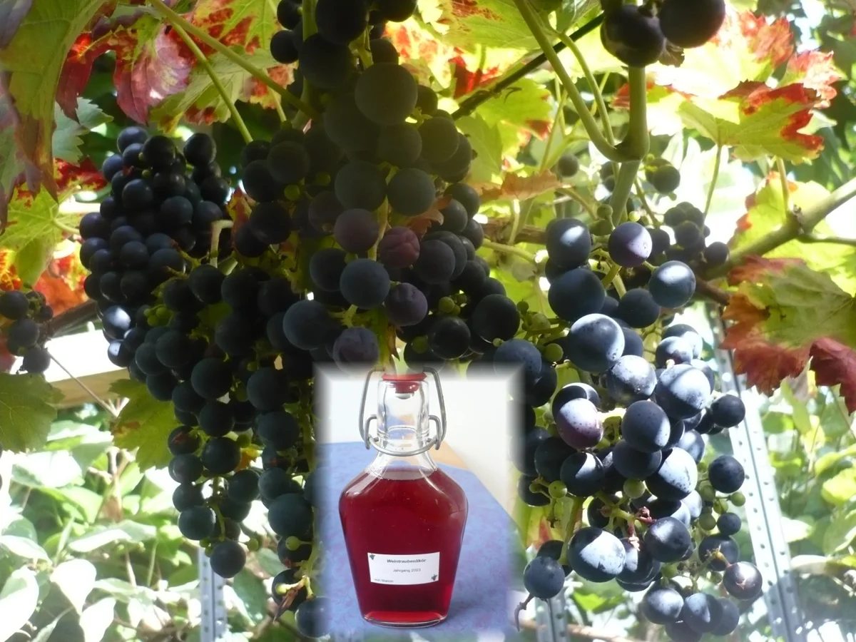 Weintrauben - Likör - Rezept - Bild Nr. 16751