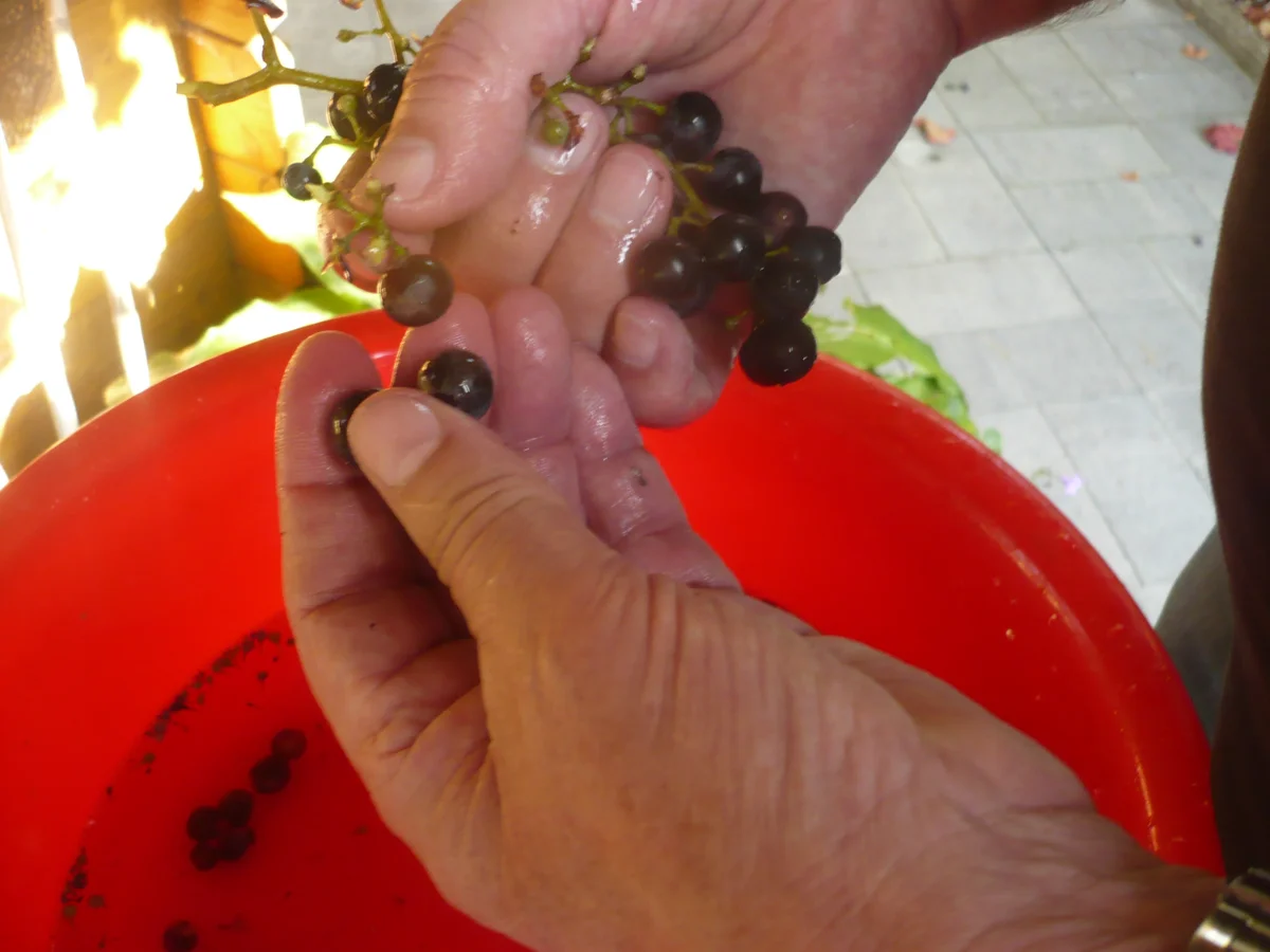 Weintrauben - Likör - Rezept - Bild Nr. 16752