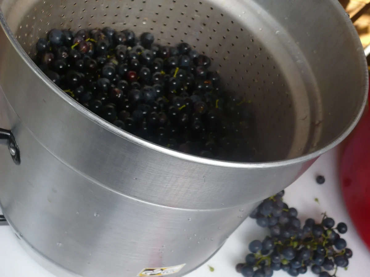 Weintrauben - Likör - Rezept - Bild Nr. 16754