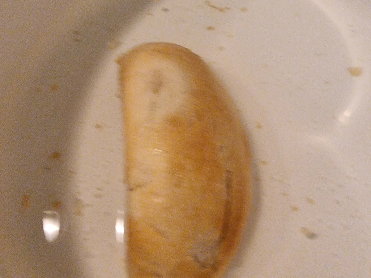 Herbstlicher Hackbraten unter der Blätterteighaube - Rezept - Bild Nr. 16754