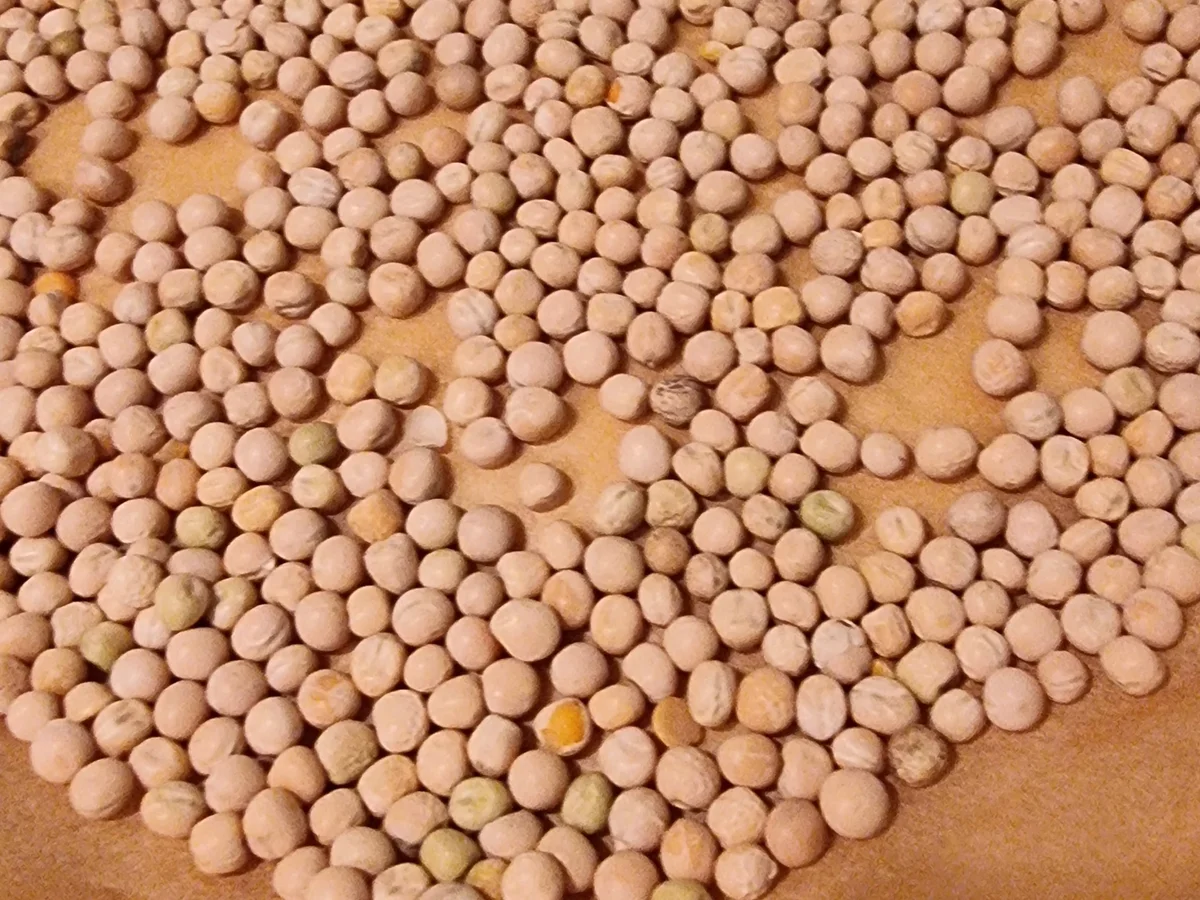 Kräuter-Schinken-Quiche - Rezept - Bild Nr. 16792