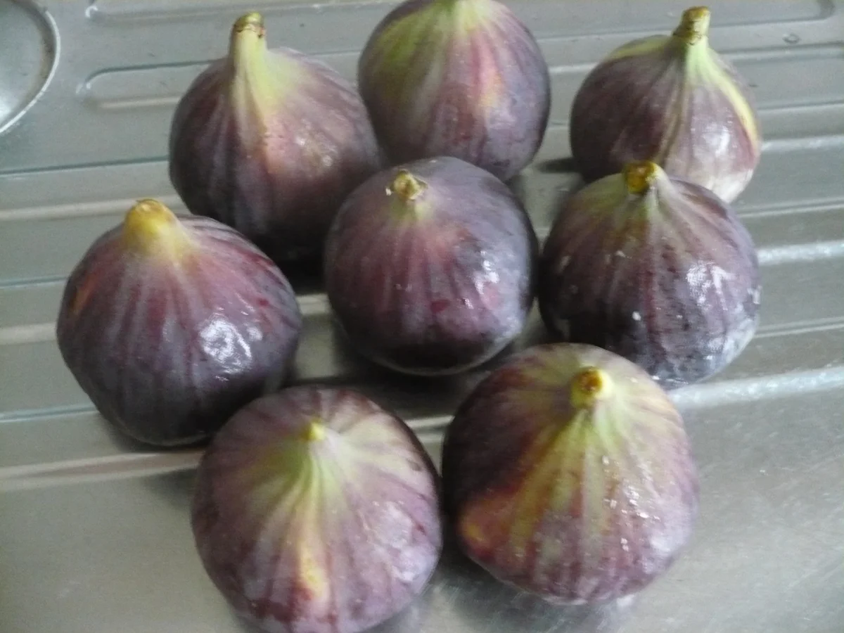 Rezept: Feigenmarmelade mit Rotwein Bild Nr. 16790 Feigenmarmelade mit Rotwein - Rezept - Bild Nr. 16790