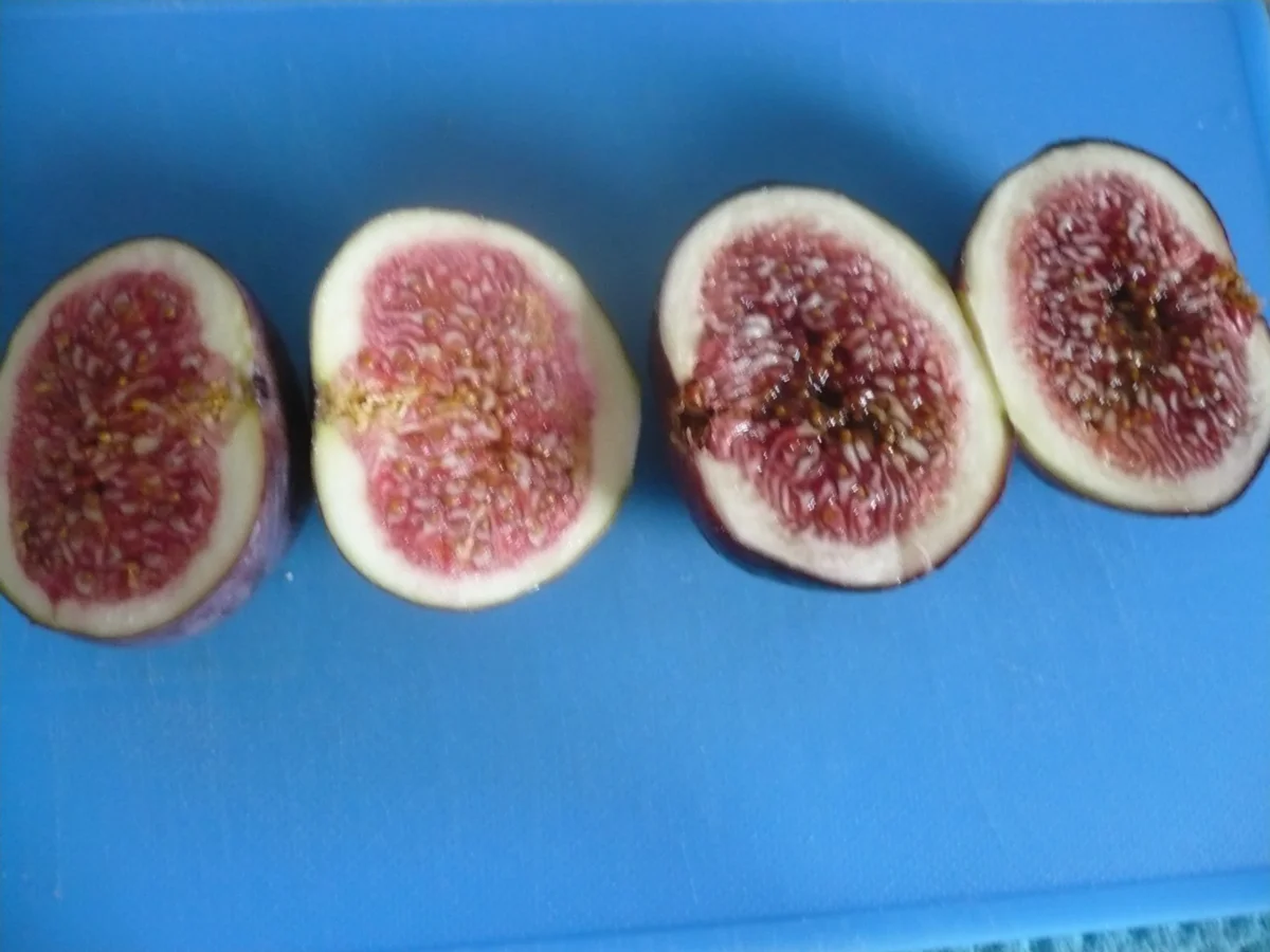 Rezept: Feigenmarmelade mit Rotwein Bild Nr. 16791 Feigenmarmelade mit Rotwein - Rezept - Bild Nr. 16791