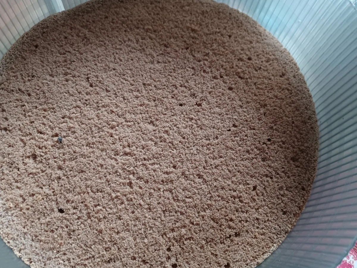 Rezept: Quarksahnetorte - Schmetterling Bild Nr. 16850 Quarksahnetorte - Schmetterling - Rezept - Bild Nr. 16850