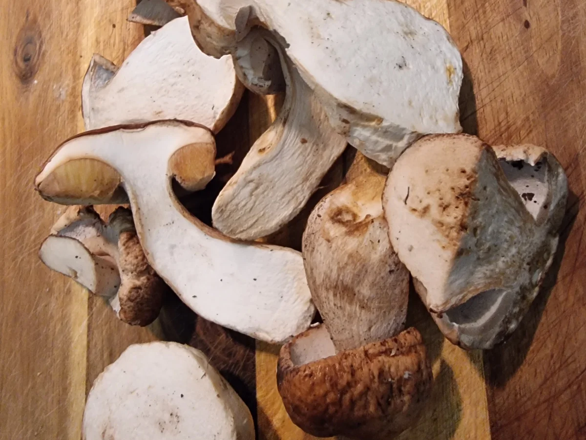 Steinpilz-Quiche - Rezept - Bild Nr. 16829