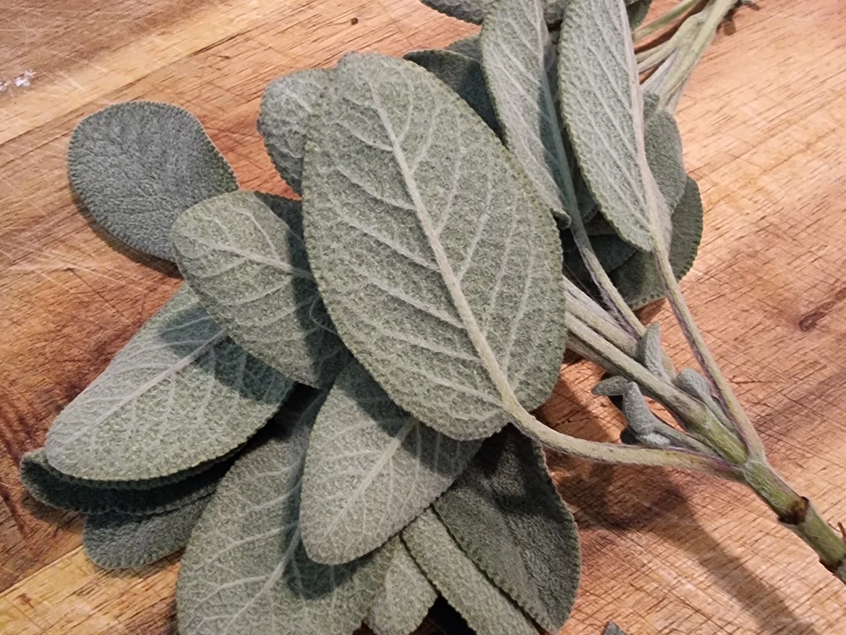 Steinpilz-Quiche - Rezept - Bild Nr. 16831