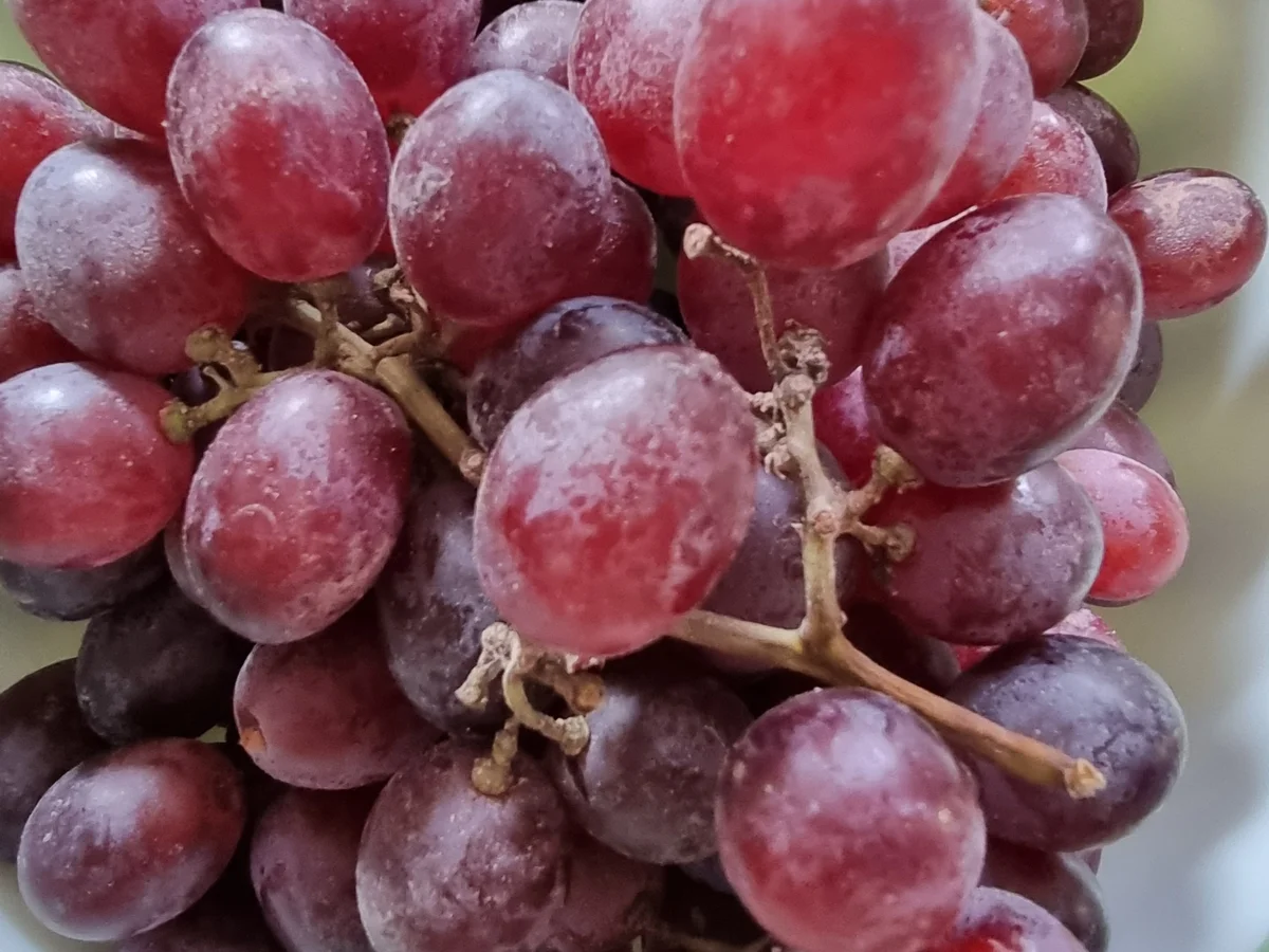 Rezept: Trauben-Rotwein-Konfitüre Bild Nr. 16847 Trauben-Rotwein-Konfitüre - Rezept - Bild Nr. 16847