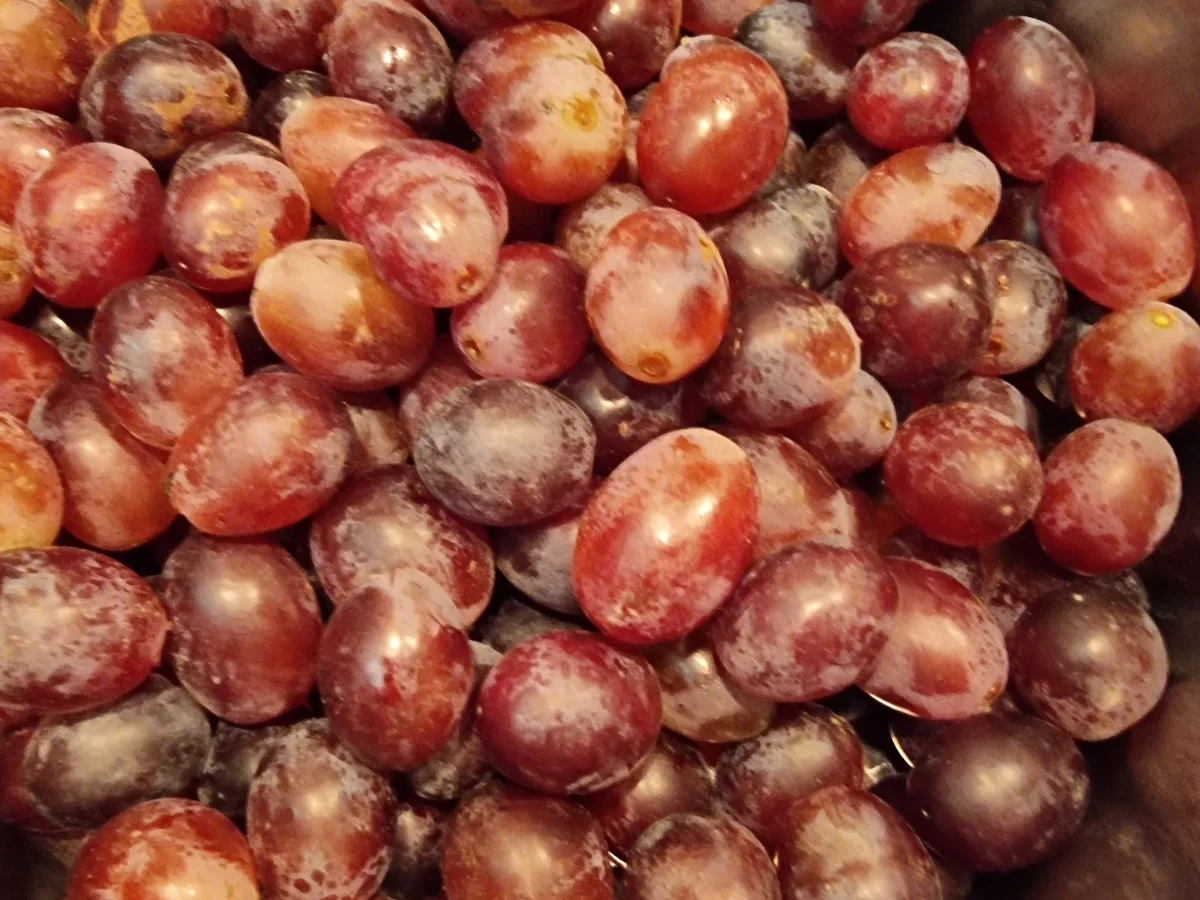 Rezept: Trauben-Rotwein-Konfitüre Bild Nr. 16848 Trauben-Rotwein-Konfitüre - Rezept - Bild Nr. 16848