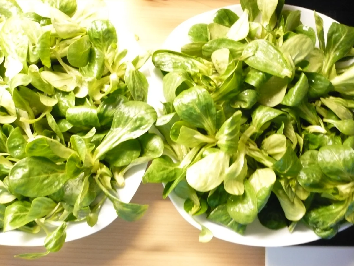 Feldsalat  mit geräucherter Forelle - Rezept - Bild Nr. 3
