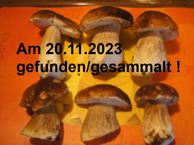 Getrocknete Steinpilze - Rezept - Bild Nr. 3