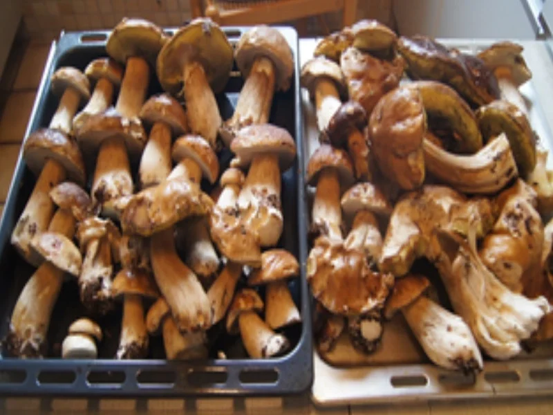 Getrocknete Steinpilze - Rezept - Bild Nr. 5