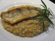 Fisch: Zander auf Zitronenrisotto - Rezept - Bild Nr. 16872