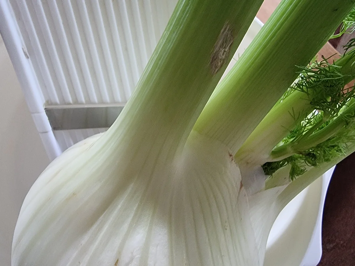 Rezept: Kartoffel-Steckrüben-Rösti mit Fenchelsalat Bild Nr. 16906 Kartoffel-Steckrüben-Rösti mit Fenchelsalat - Rezept - Bild Nr. 16906