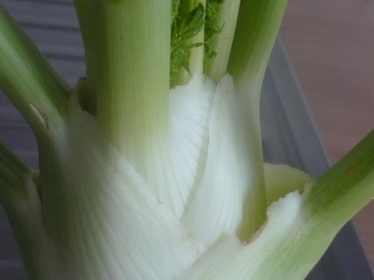 Pasta mit Thunfisch- Fenchel-Sauce - Rezept - Bild Nr. 16897